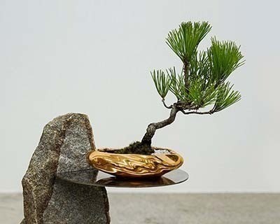 KOKON BONSAI