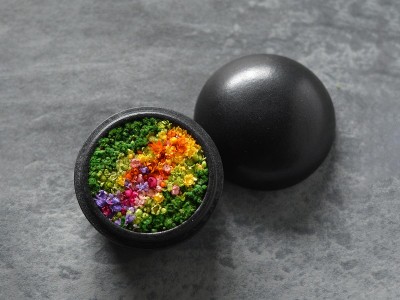 森洋　彩埏梅花文香合　共箱 雨 花香合 - hanakougo - / あめ 花香合 愁風 墨 - インテリア・家具