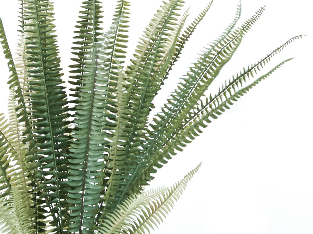 BROWN Boston Fern Pot Green / ブラウン ボストンファーン ポット グリーン （花器・プランター・グリーン > フェイクグリーン・フェイクフラワー） 4