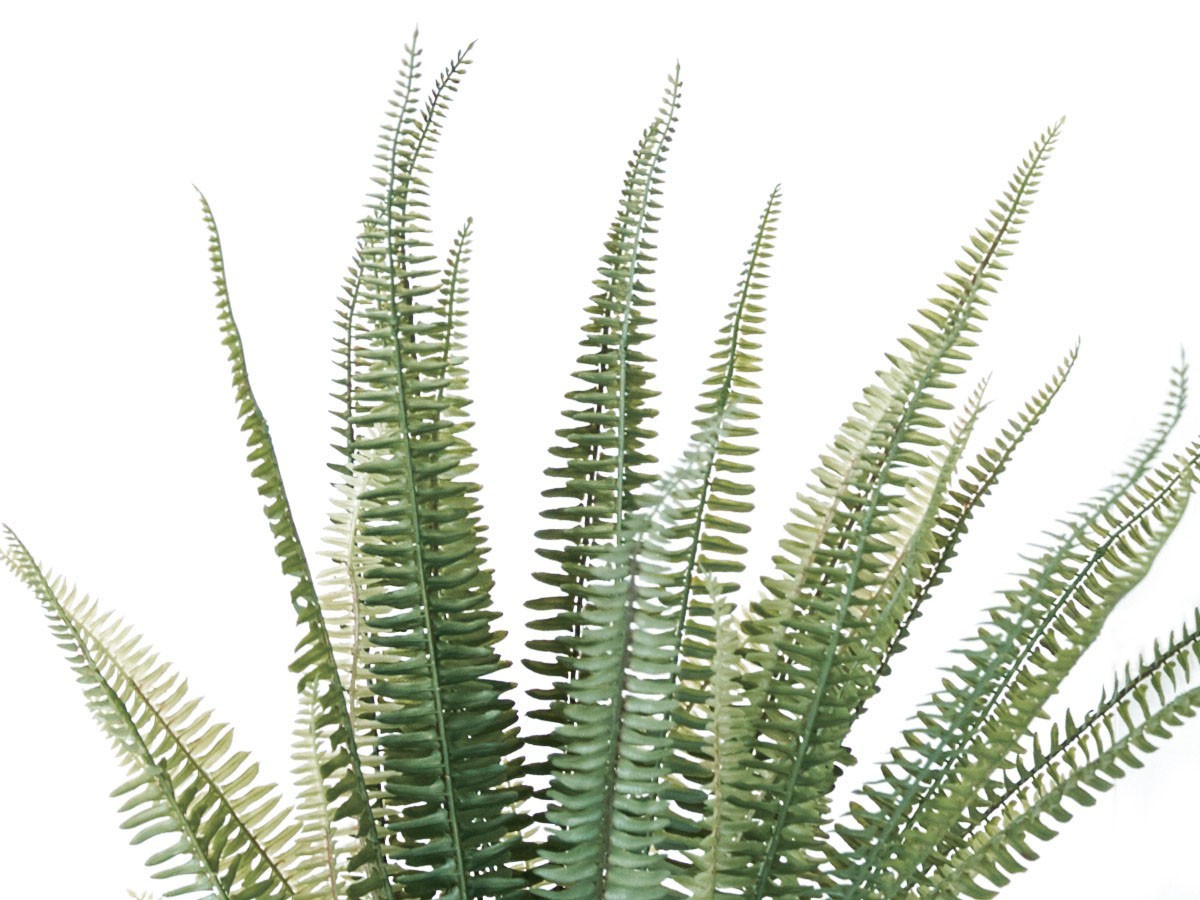 BROWN Boston Fern Pot Green / ブラウン ボストンファーン ポット グリーン （花器・プランター・グリーン > フェイクグリーン・フェイクフラワー） 3