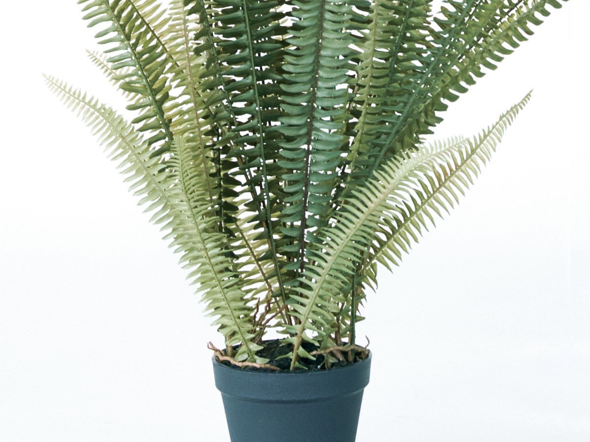 BROWN Boston Fern Pot Green / ブラウン ボストンファーン ポット グリーン （花器・プランター・グリーン > フェイクグリーン・フェイクフラワー） 5