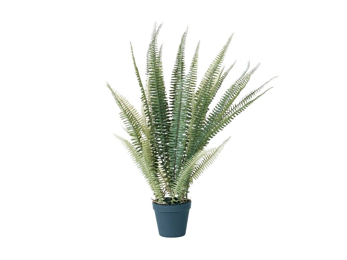 BROWN Boston Fern Pot Green
