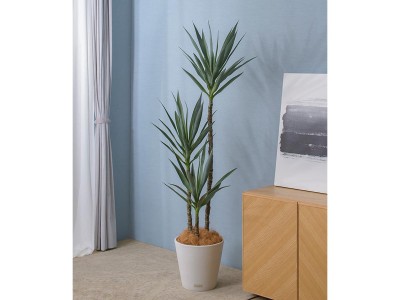 EMILIO ROBBA YUCCA / エミリオロバ ユッカ - インテリア・家具