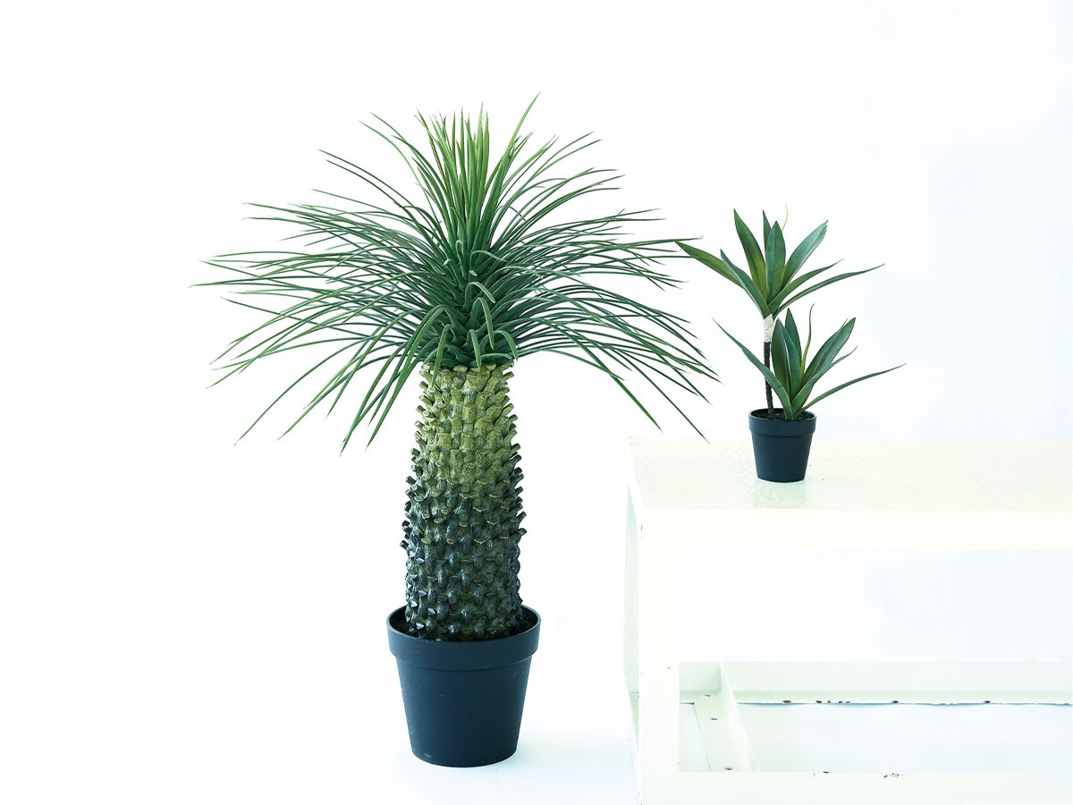 BROWN Yucca Rostrata Pot / ブラウン ユッカ ロストラータ ポット 91 （花器・プランター・グリーン > フェイクグリーン・フェイクフラワー） 5