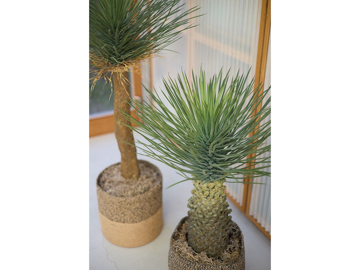 BROWN Yucca Rostrata Pot / ブラウン ユッカ ロストラータ ポット 91 （花器・プランター・グリーン > フェイクグリーン・フェイクフラワー） 2