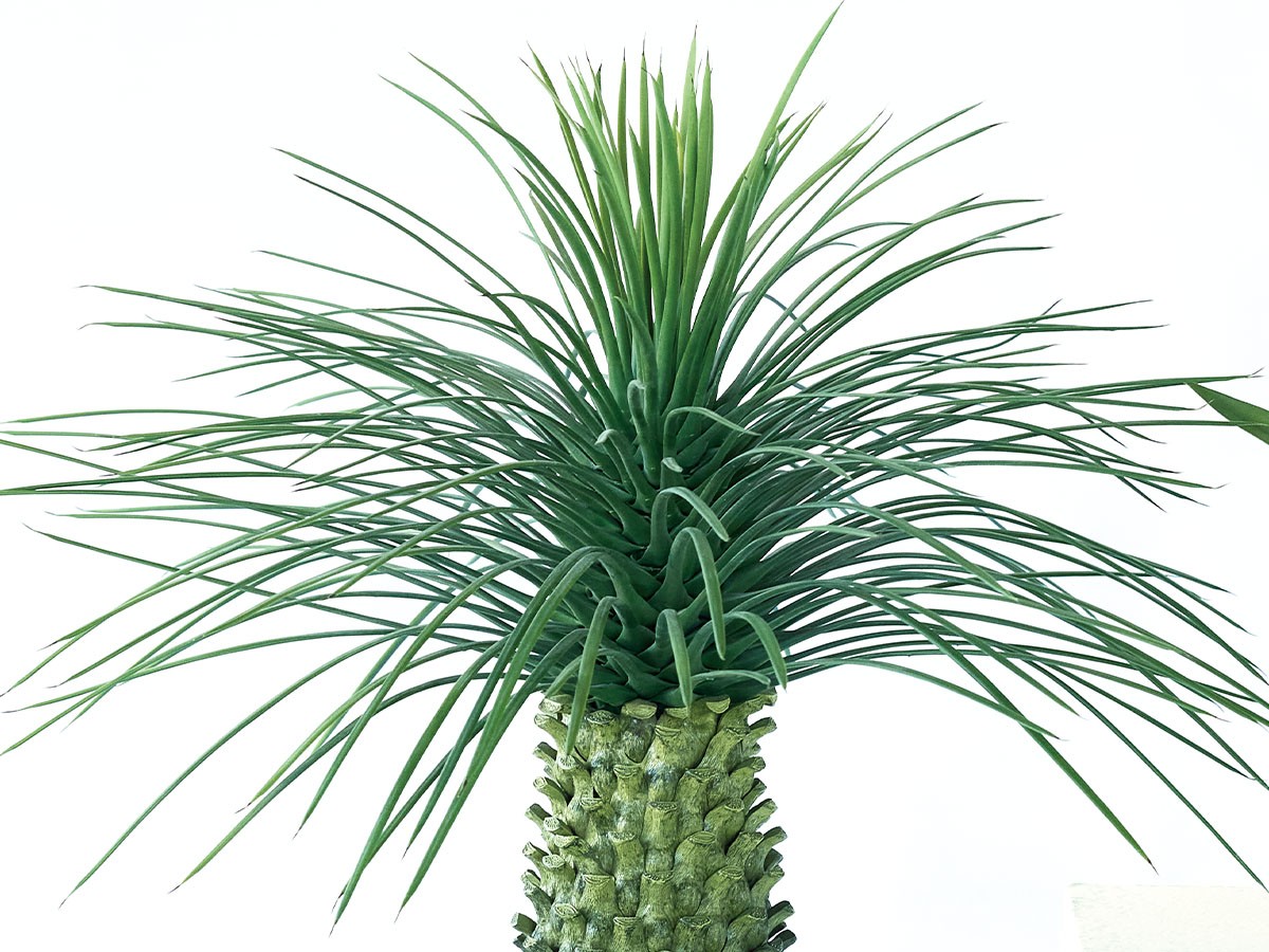 BROWN Yucca Rostrata Pot / ブラウン ユッカ ロストラータ ポット 91 （花器・プランター・グリーン > フェイクグリーン・フェイクフラワー） 6