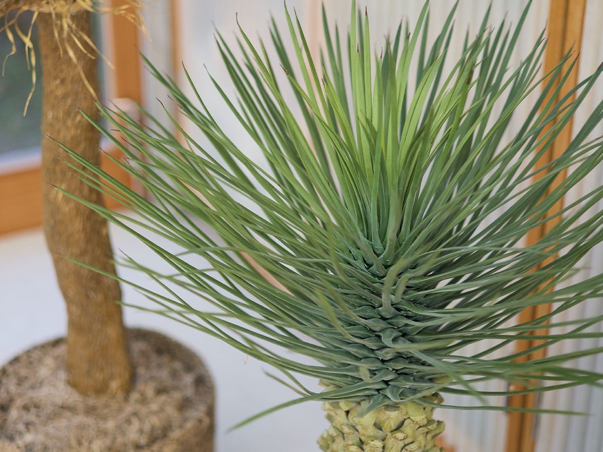 BROWN Yucca Rostrata Pot / ブラウン ユッカ ロストラータ ポット 91 （花器・プランター・グリーン > フェイクグリーン・フェイクフラワー） 3