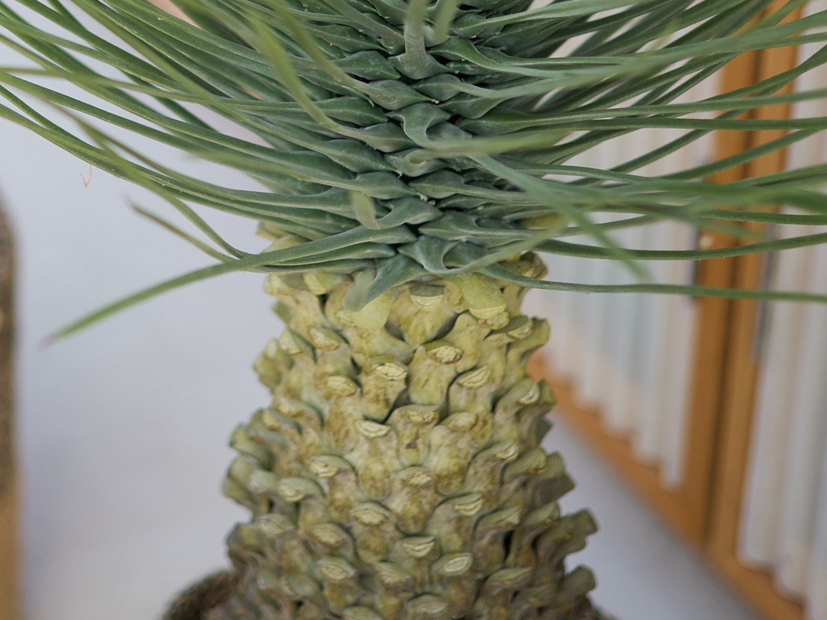 BROWN Yucca Rostrata Pot / ブラウン ユッカ ロストラータ ポット 91 （花器・プランター・グリーン > フェイクグリーン・フェイクフラワー） 4