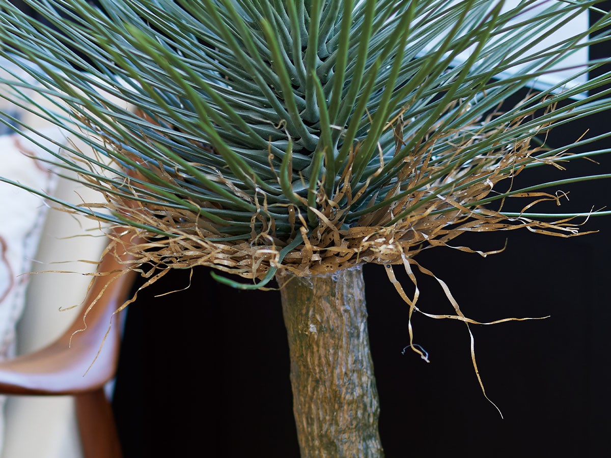 BROWN Yucca Rostrata Pot / ブラウン ユッカ ロストラータ ポット 120 （花器・プランター・グリーン > フェイクグリーン・フェイクフラワー） 5
