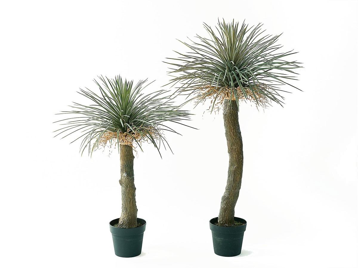 BROWN Yucca Rostrata Pot / ブラウン ユッカ ロストラータ ポット 120 （花器・プランター・グリーン > フェイクグリーン・フェイクフラワー） 2