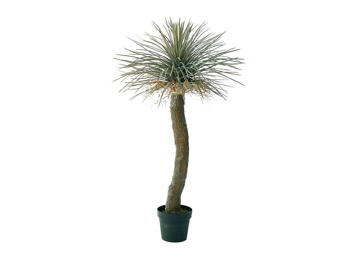 BROWN Yucca Rostrata Pot