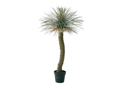 BROWN Yucca Rostrata Pot / ブラウン ユッカ ロストラータ