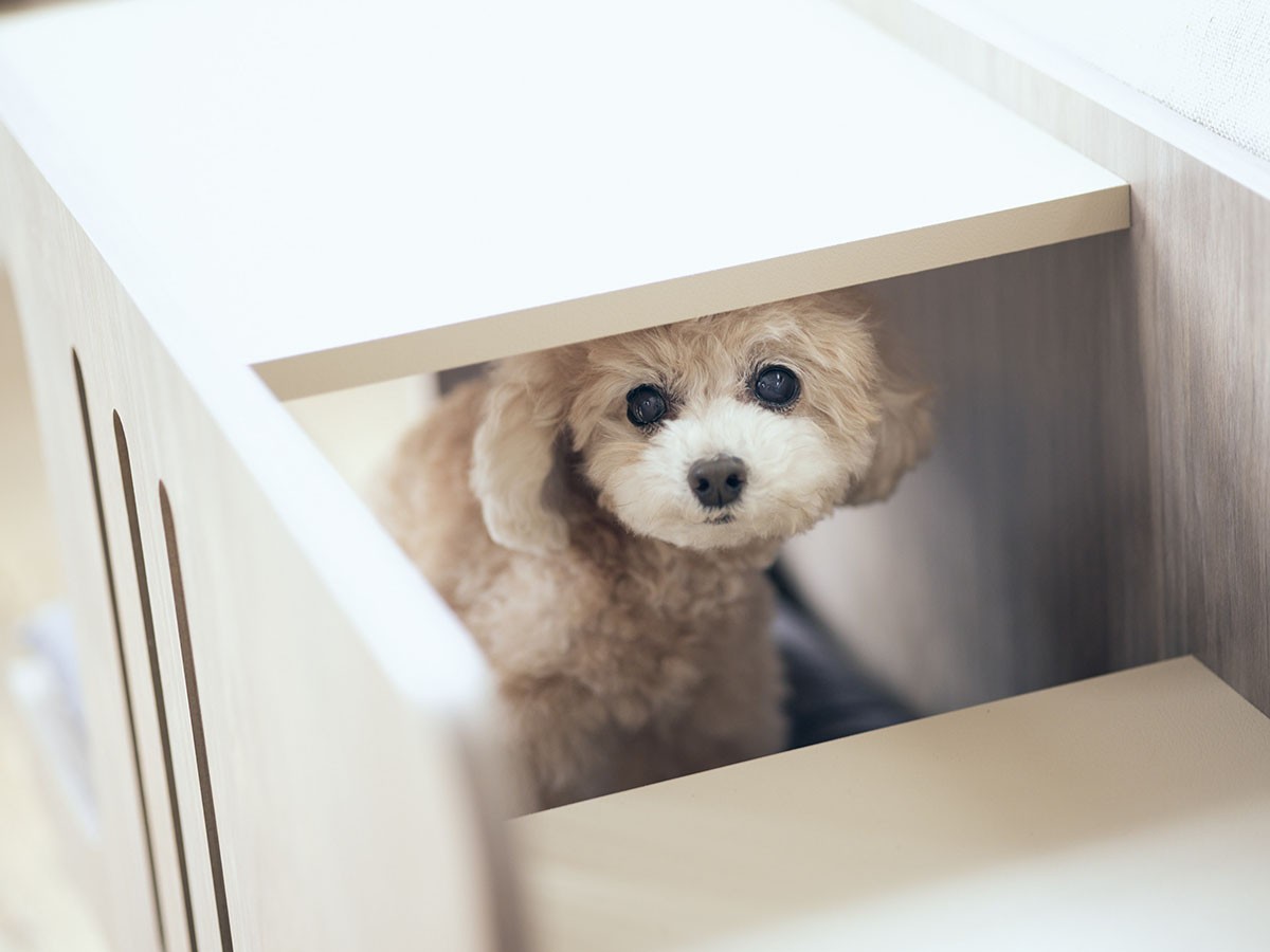 FRANCE PET Pet Step Bench / フランスペット ペットステップベンチ （雑貨・その他インテリア家具 > ペット用品・家具） 14