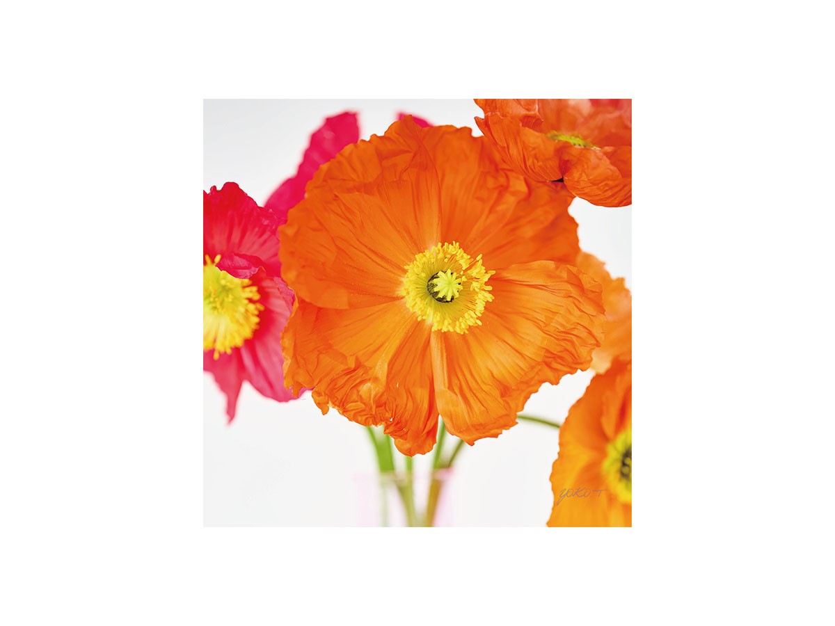 Pastel Bloom Orange Poppy