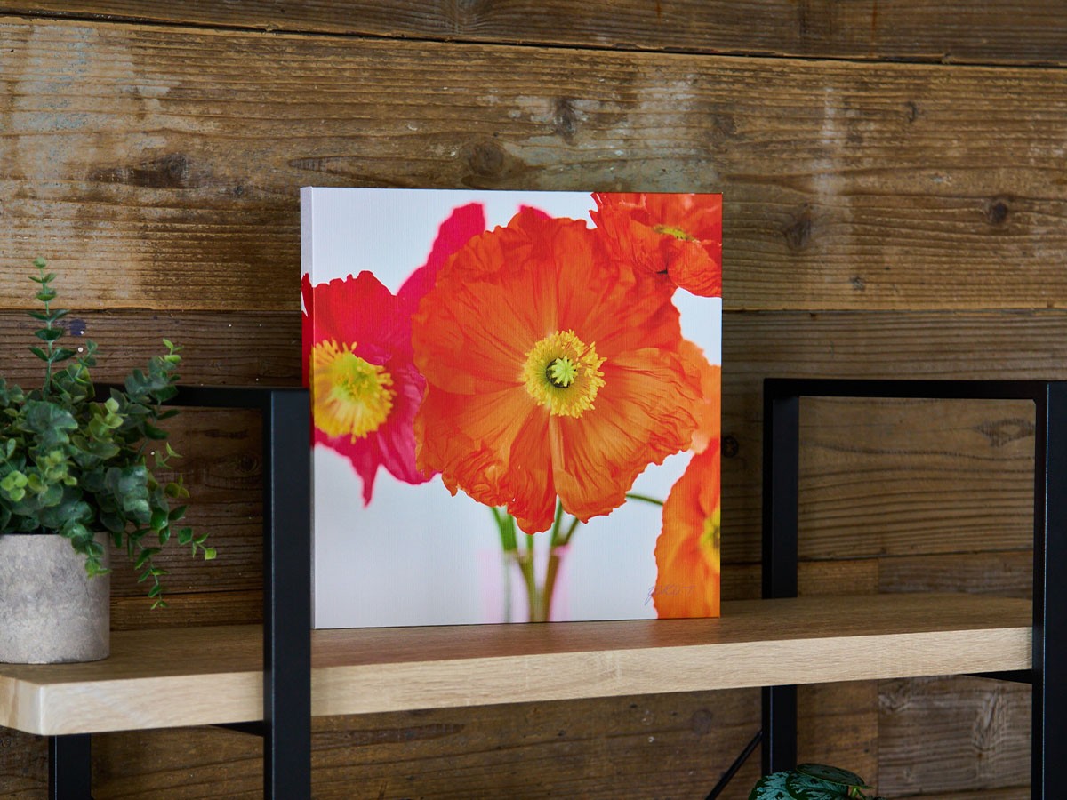 YOKO Takeuchi Pastel Bloom Orange Poppy / ヨウコ タケウチ パステルブルーム オレンジポピー （アート・オブジェ > フォトパネル・フォトアート） 3