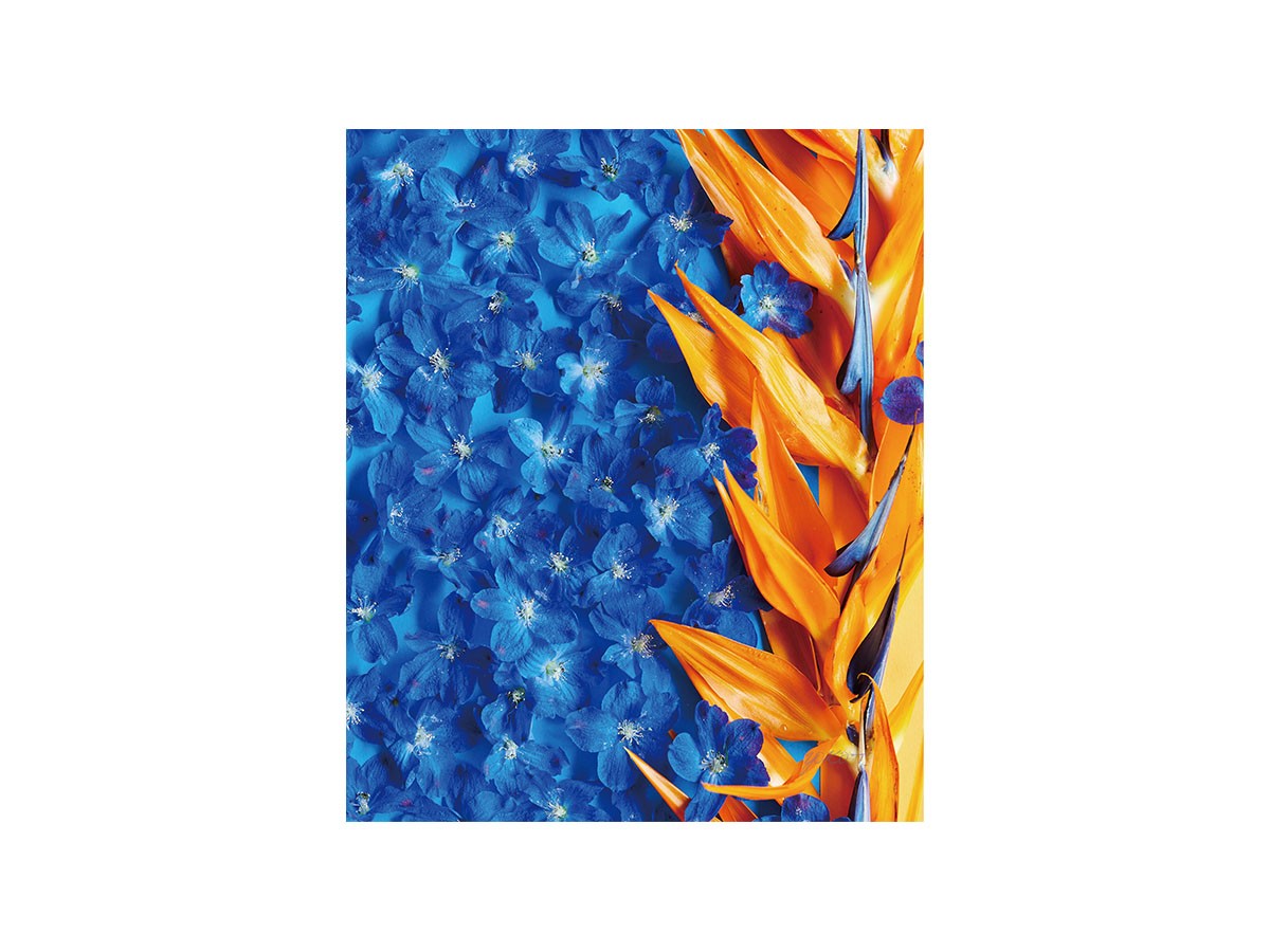 Geometric Bicolor Strelizia