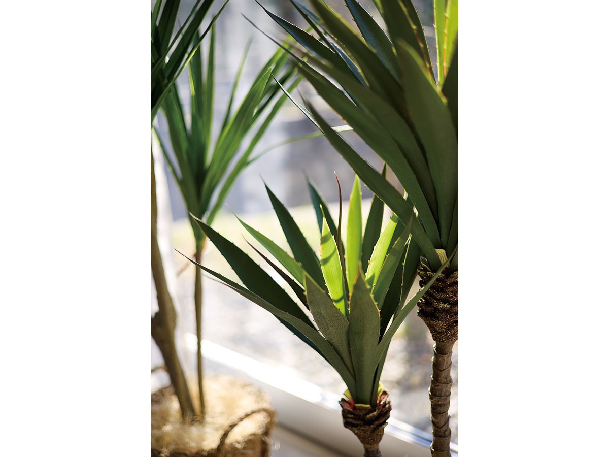 BROWN Yucca Pot / ブラウン ユッカ  ポット 115 （花器・プランター・グリーン > フェイクグリーン・フェイクフラワー） 2