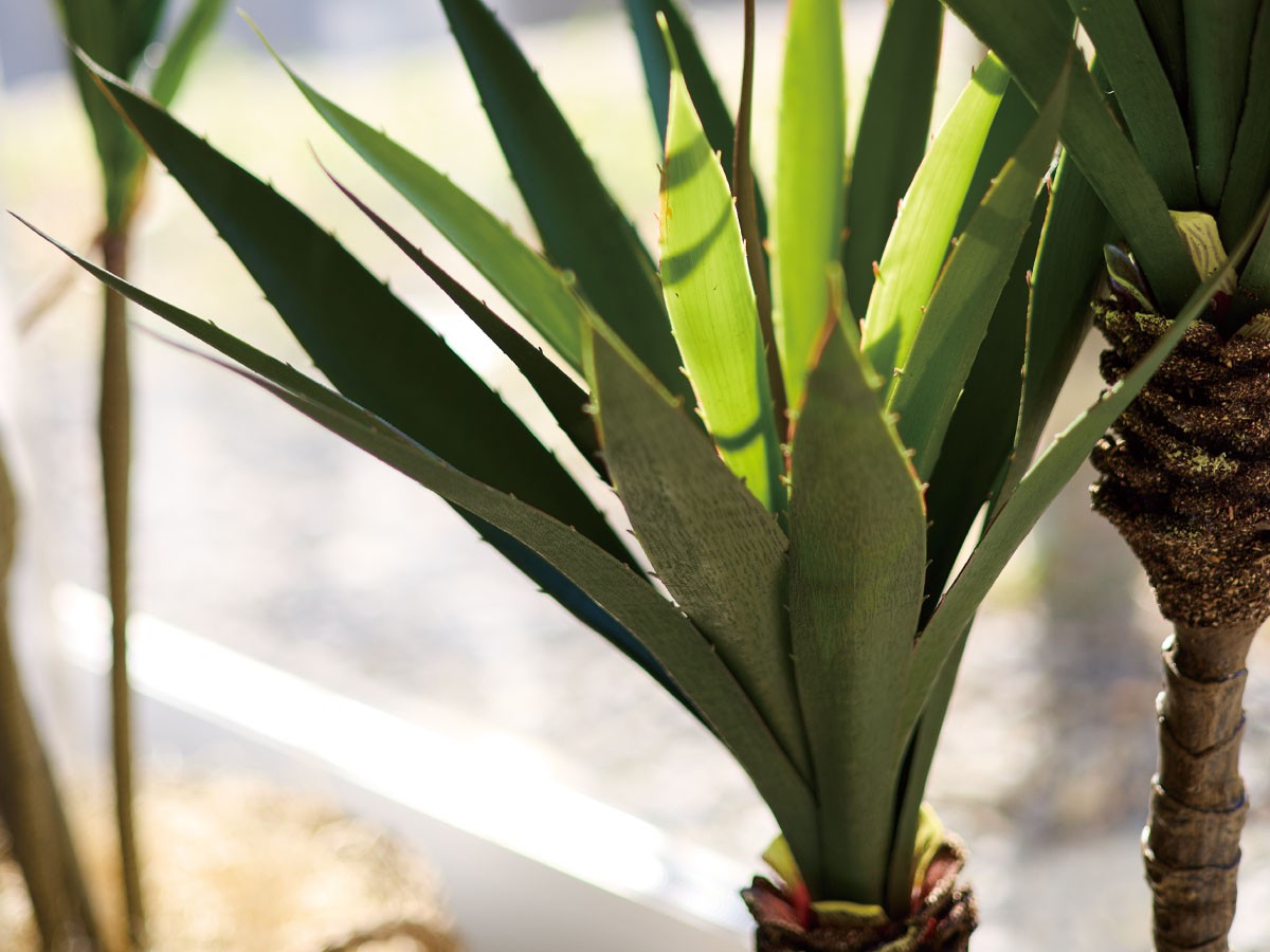 BROWN Yucca Pot / ブラウン ユッカ  ポット 115 （花器・プランター・グリーン > フェイクグリーン・フェイクフラワー） 3