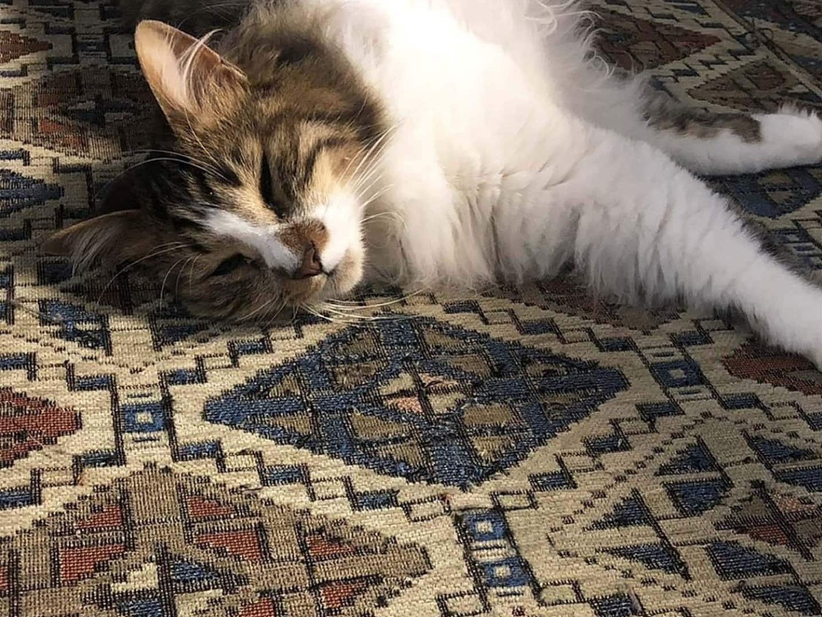 ACME Furniture GLENOAKS RUG / アクメファニチャー グレンオークス ラグ （ラグ・カーペット > ラグ・カーペット・絨毯） 19