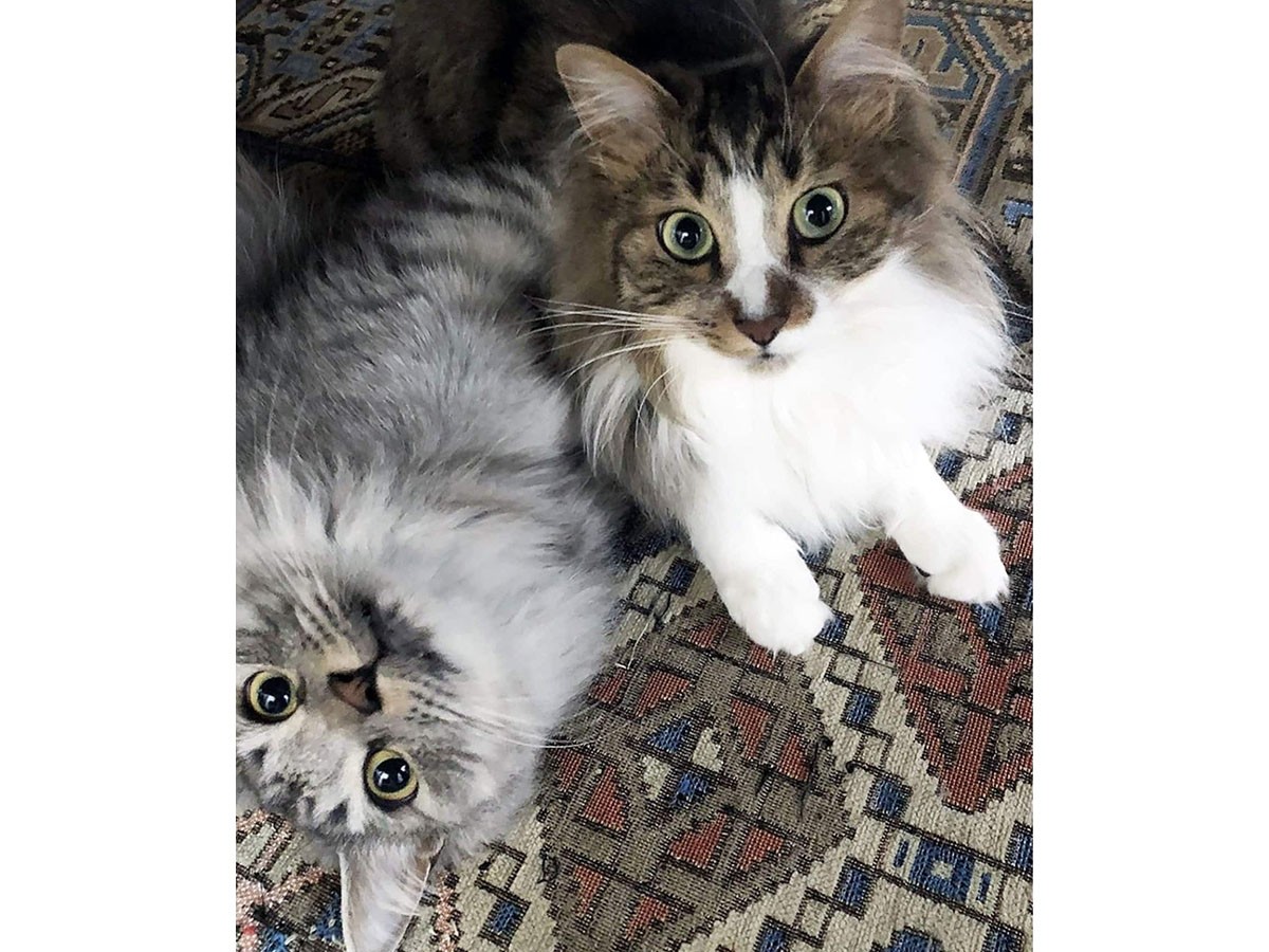 ACME Furniture GLENOAKS RUG / アクメファニチャー グレンオークス ラグ （ラグ・カーペット > ラグ・カーペット・絨毯） 20