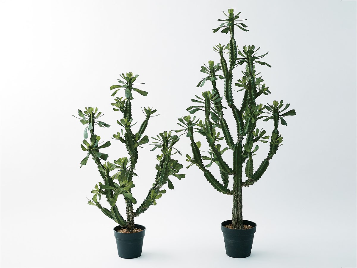 BROWN Euphorbia Pot / ブラウン ユーフォルビア ポット 112 （花器・プランター・グリーン > フェイクグリーン・フェイクフラワー） 2