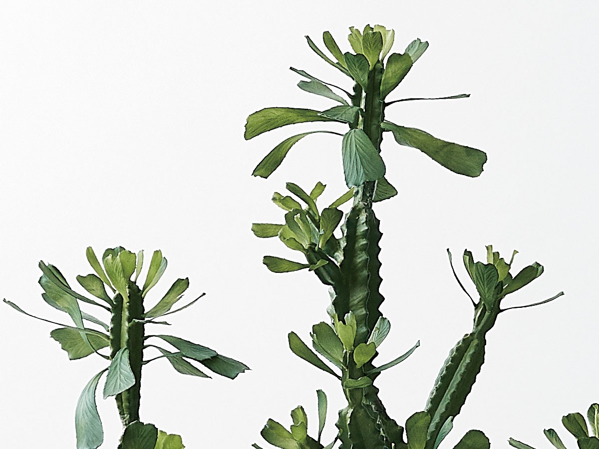 BROWN Euphorbia Pot / ブラウン ユーフォルビア ポット 112 （花器・プランター・グリーン > フェイクグリーン・フェイクフラワー） 3