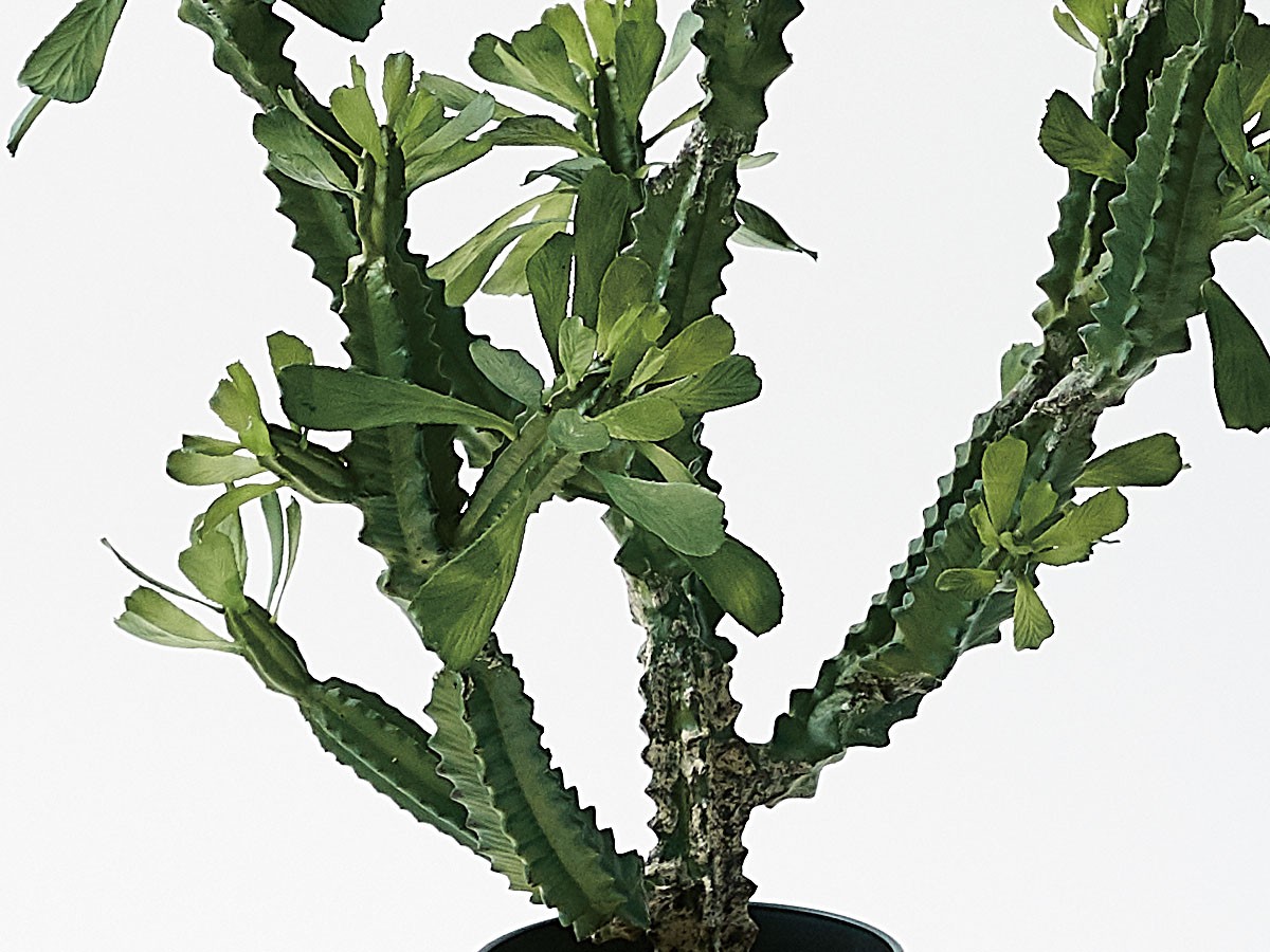 BROWN Euphorbia Pot / ブラウン ユーフォルビア ポット 112 （花器・プランター・グリーン > フェイクグリーン・フェイクフラワー） 4