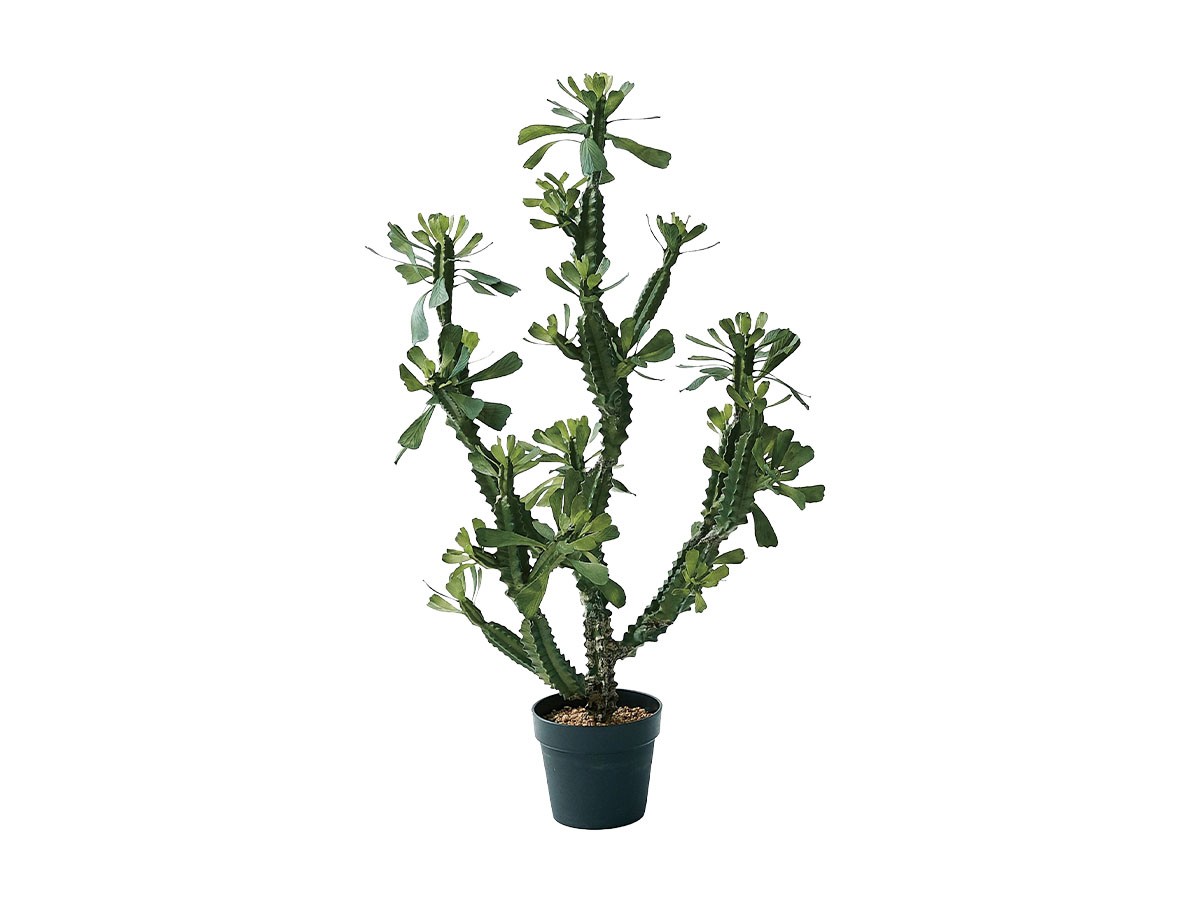 BROWN Euphorbia Pot