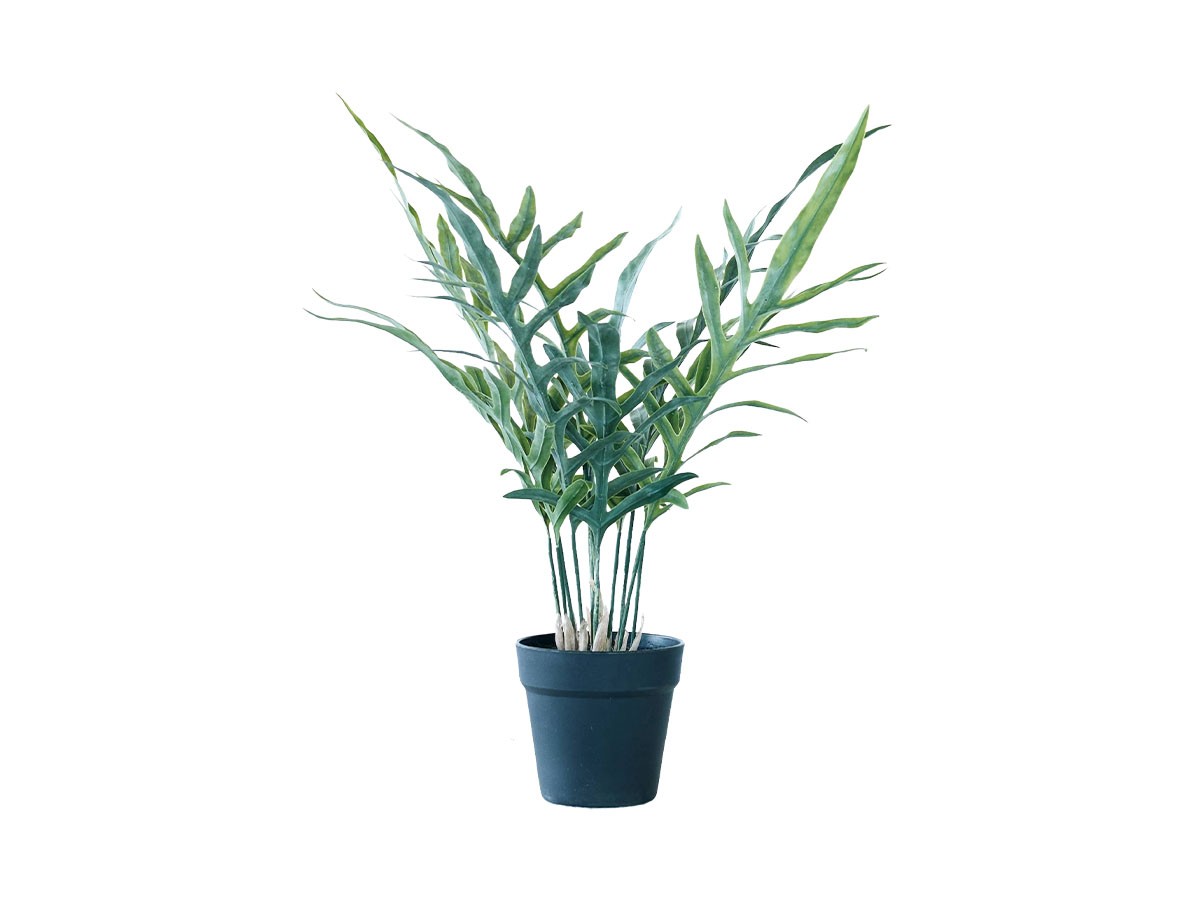 BROWN Phlebodium Pot