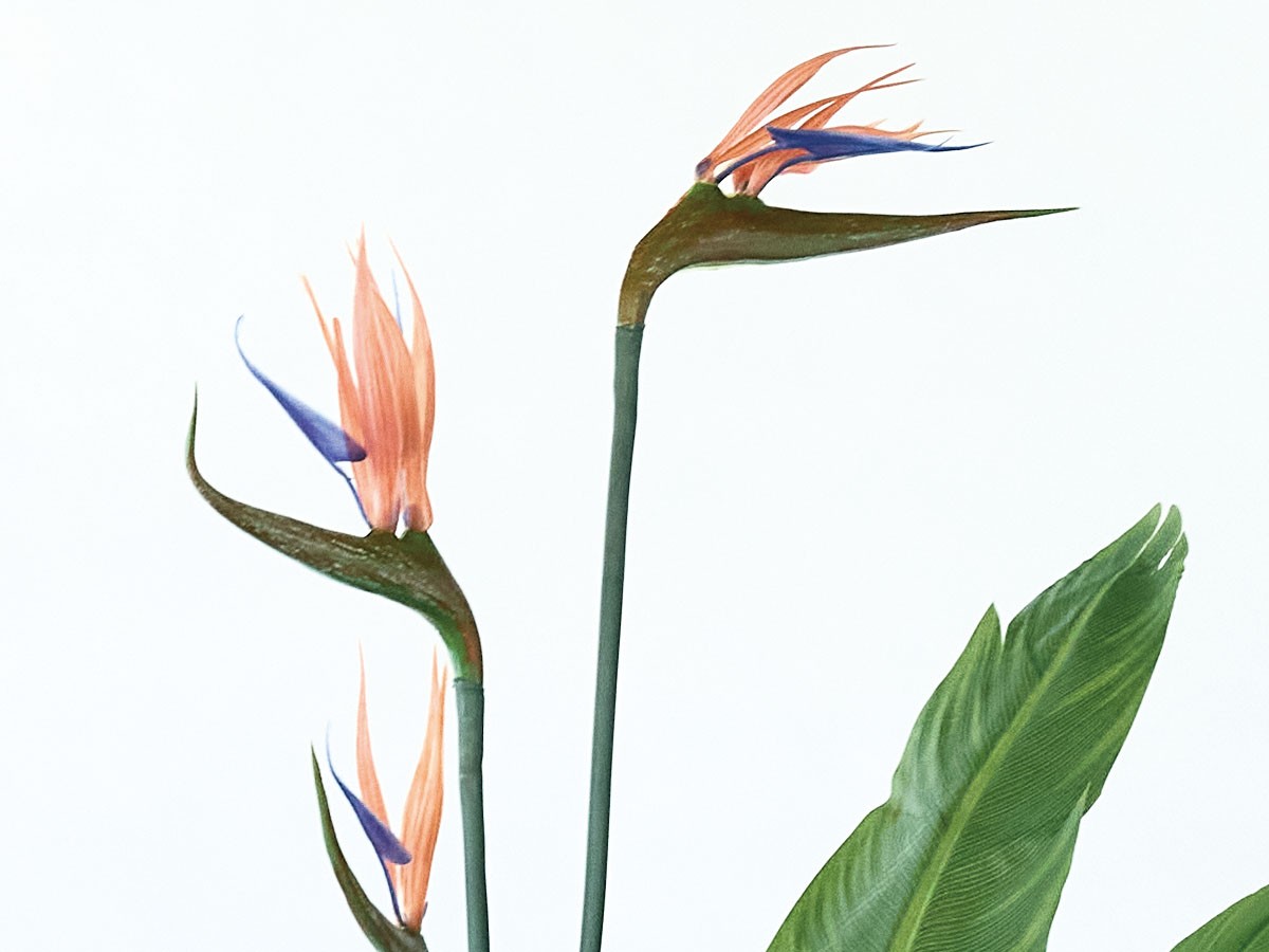 BROWN Strelitzia Pot / ブラウン ストレリチア ポット 126 （花器・プランター・グリーン > フェイクグリーン・フェイクフラワー） 4