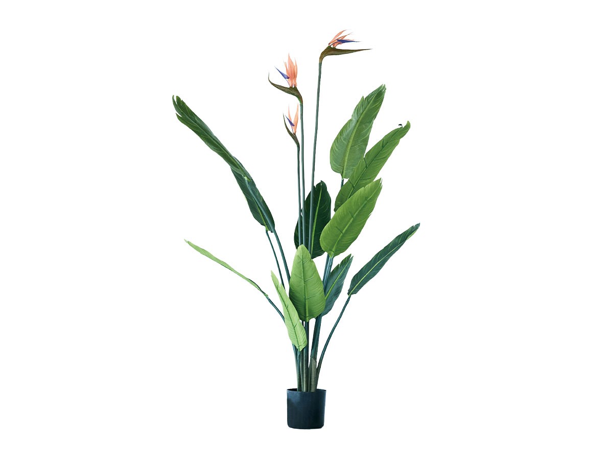 BROWN Strelitzia Pot