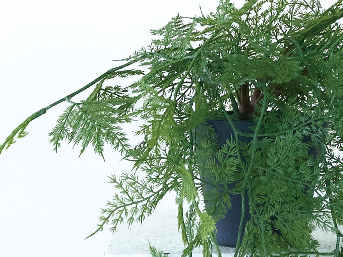 BROWN Asparagus Pot / ブラウン アスパラガス ポット 63 （花器・プランター・グリーン > フェイクグリーン・フェイクフラワー） 6