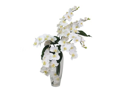 EMILIO ROBBA PHALAENOPSIS / エミリオロバ ファレノプシス 2L リップ