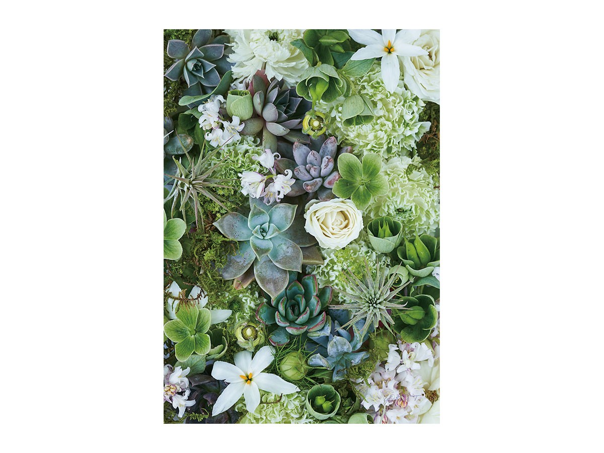 Botanic Succulents