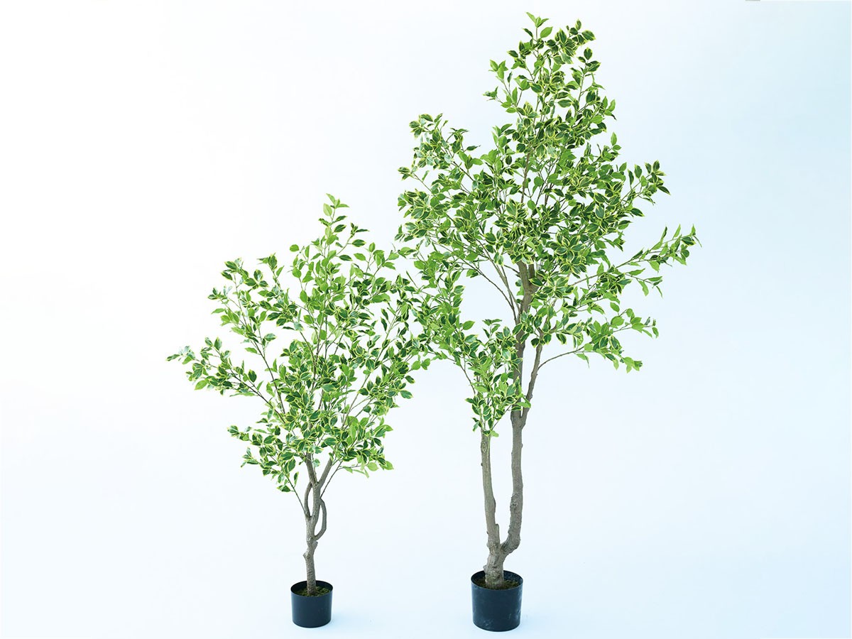BROWN Ficus benjamina Pot / ブラウン 斑入りベンジャミン ポット 150 （花器・プランター・グリーン > フェイクグリーン・フェイクフラワー） 2