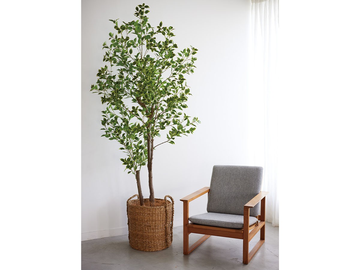 BROWN Ficus benjamina Pot / ブラウン 斑入りベンジャミン ポット 150 （花器・プランター・グリーン > フェイクグリーン・フェイクフラワー） 6