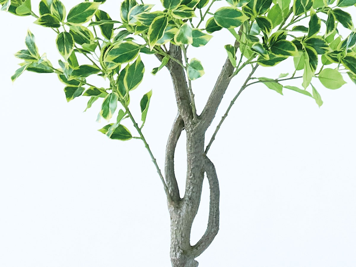 BROWN Ficus benjamina Pot / ブラウン 斑入りベンジャミン ポット 150 （花器・プランター・グリーン > フェイクグリーン・フェイクフラワー） 5
