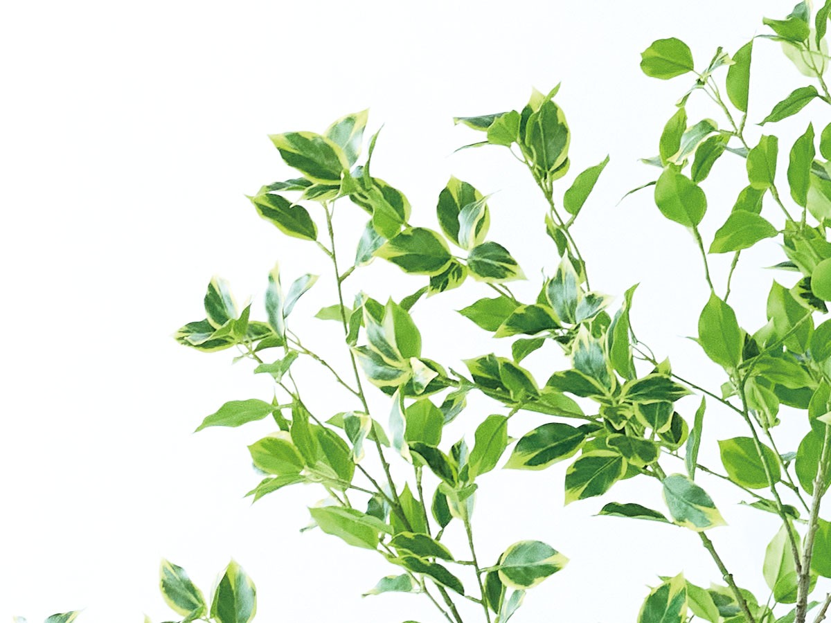 BROWN Ficus benjamina Pot / ブラウン 斑入りベンジャミン ポット 150 （花器・プランター・グリーン > フェイクグリーン・フェイクフラワー） 4