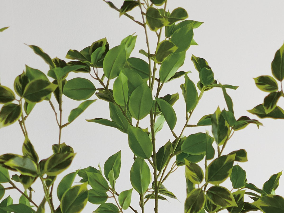 BROWN Ficus benjamina Pot / ブラウン 斑入りベンジャミン ポット 150 （花器・プランター・グリーン > フェイクグリーン・フェイクフラワー） 7