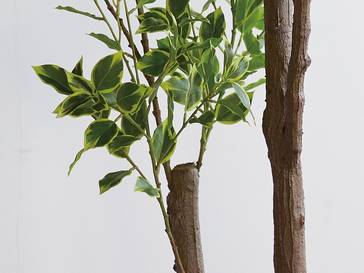 BROWN Ficus benjamina Pot / ブラウン 斑入りベンジャミン ポット 150 （花器・プランター・グリーン > フェイクグリーン・フェイクフラワー） 9