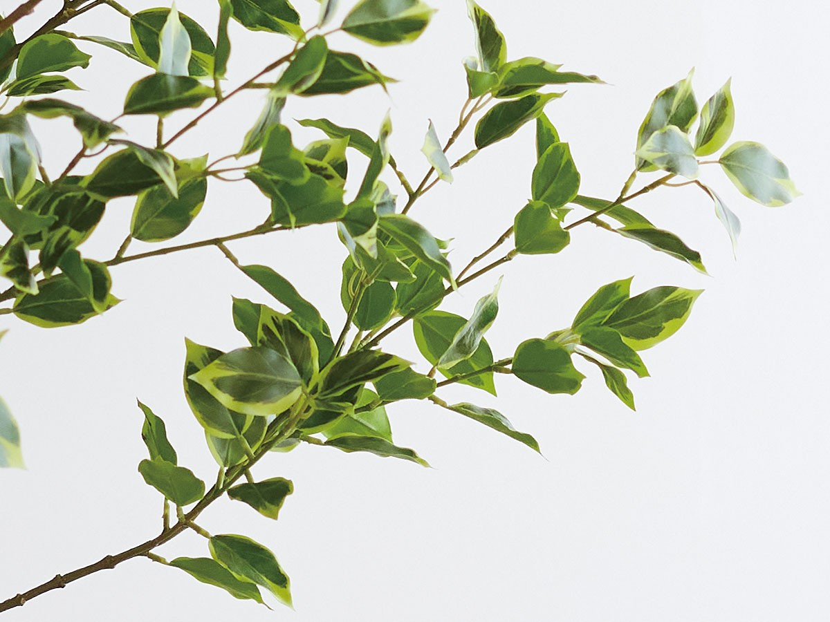 BROWN Ficus benjamina Pot / ブラウン 斑入りベンジャミン ポット 150 （花器・プランター・グリーン > フェイクグリーン・フェイクフラワー） 8