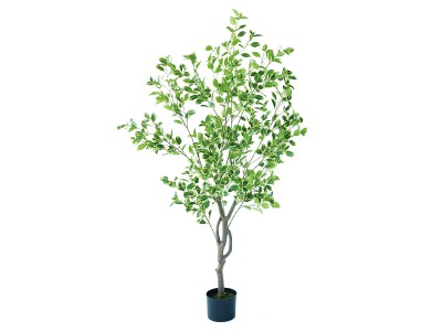 BROWN Ficus benjamina Pot / ブラウン 斑入りベンジャミン ポット 150