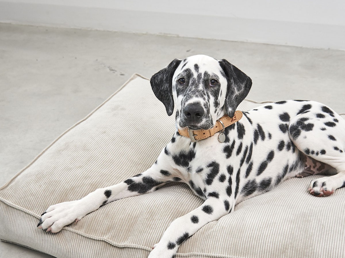 MiaCara Cordo Dog Cushion / ミアカラ コールド ドッグクッション Sサイズ （雑貨・その他インテリア家具 > ペット用品・家具） 8