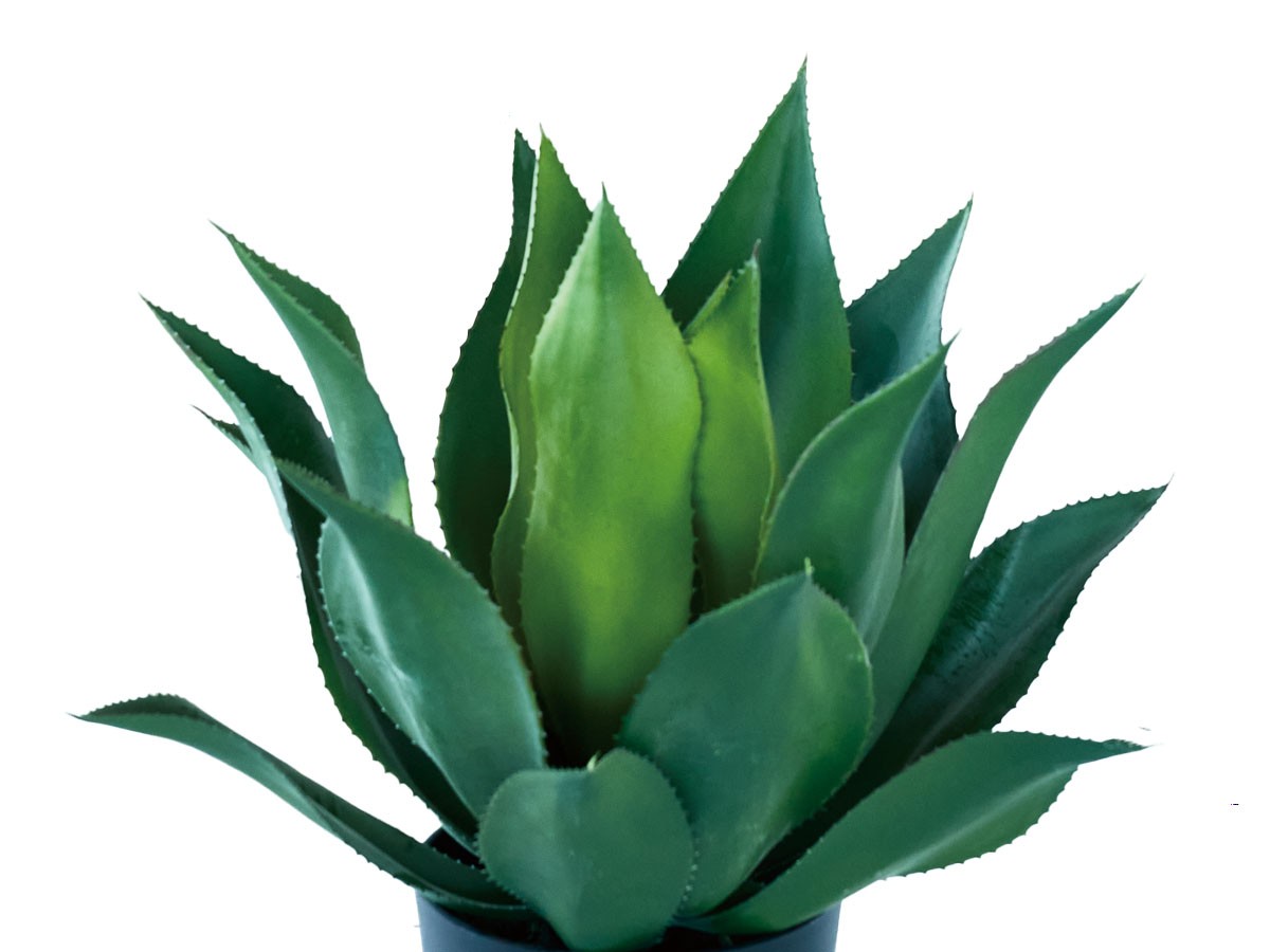 BROWN Agave Attenuata Pot / ブラウン アガべ アテナータ ポット 50 （花器・プランター・グリーン > フェイクグリーン・フェイクフラワー） 4