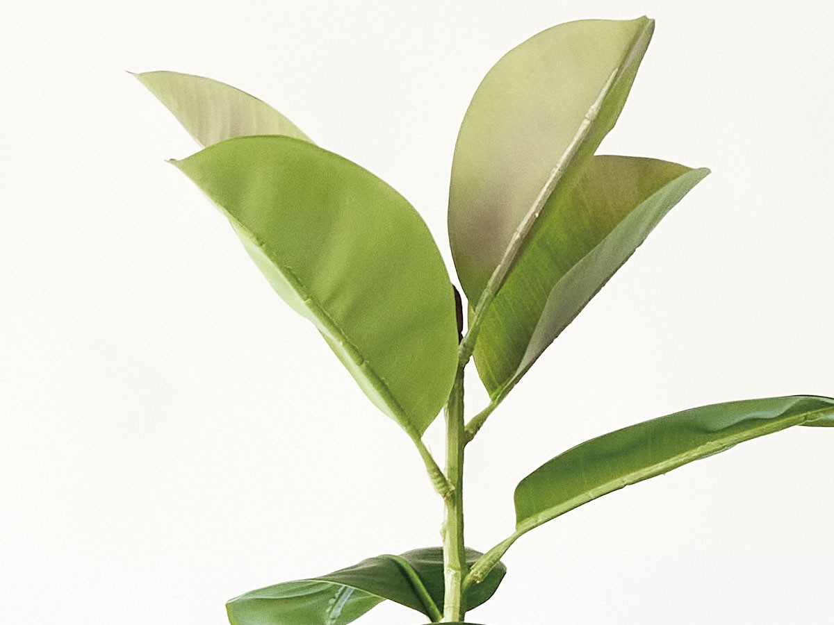 BROWN Ficus Sophia Pot / ブラウン フィカス ソフィア ポット 180 （花器・プランター・グリーン > フェイクグリーン・フェイクフラワー） 3