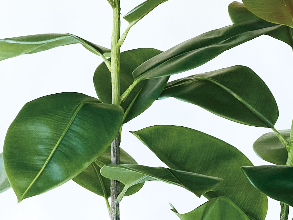 BROWN Ficus Sophia Pot / ブラウン フィカス ソフィア ポット 180 （花器・プランター・グリーン > フェイクグリーン・フェイクフラワー） 4