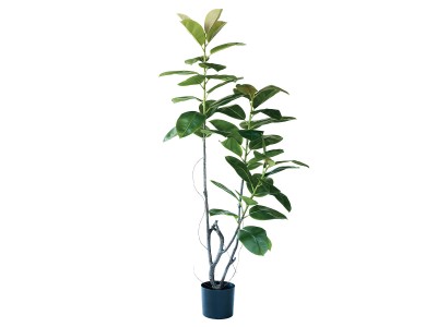 BROWN Ficus Elastica Pot / ブラウン フィカス エラスティカ ポット
