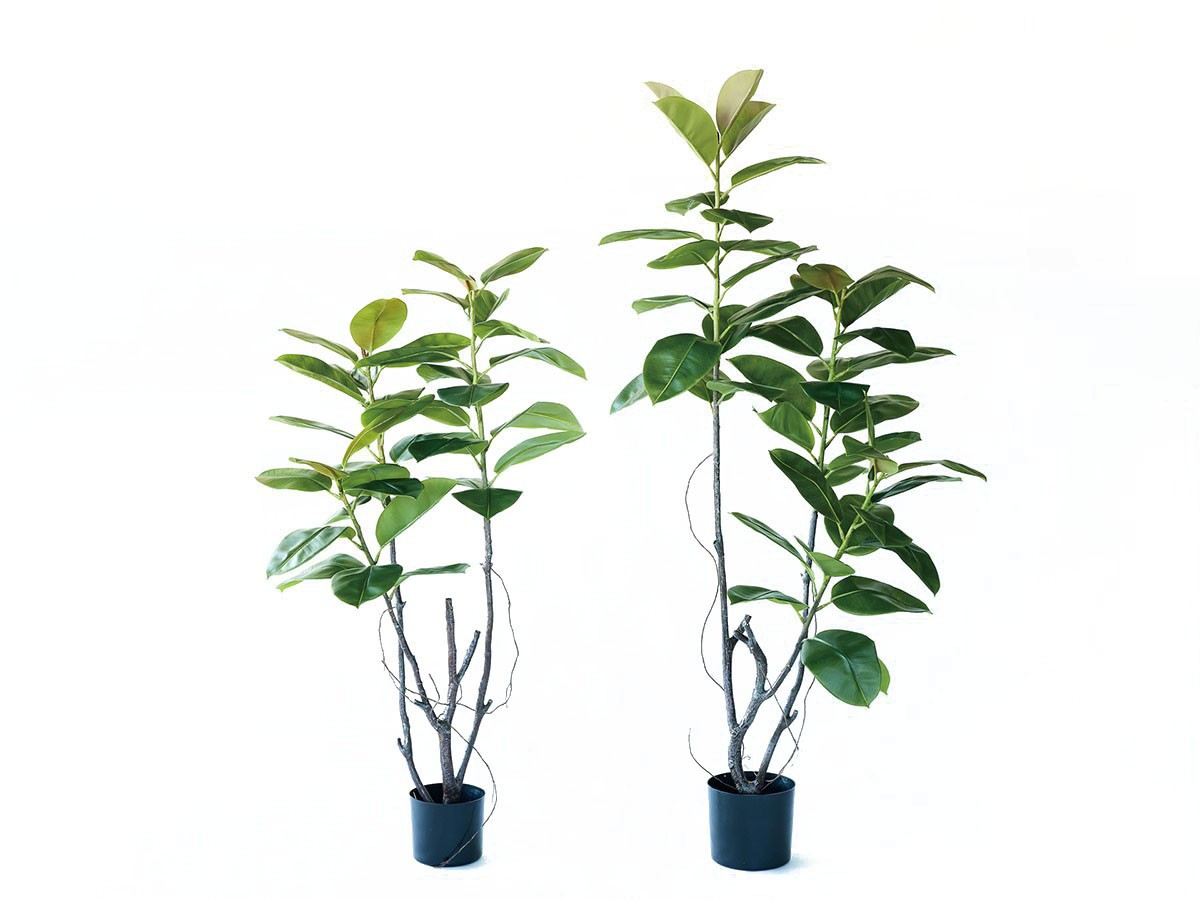 BROWN Ficus Sophia Pot / ブラウン フィカス ソフィア ポット 180 （花器・プランター・グリーン > フェイクグリーン・フェイクフラワー） 2