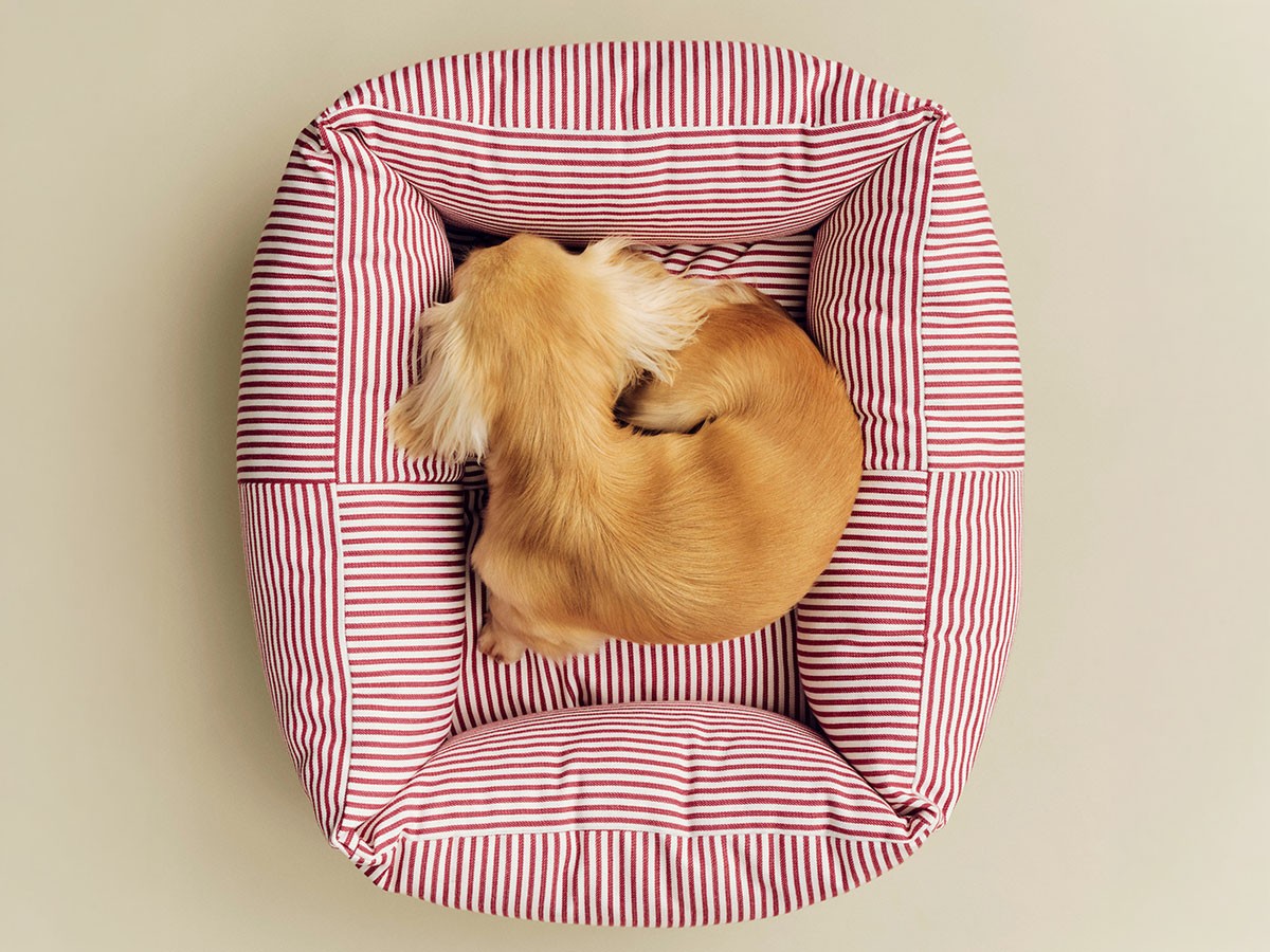HAY HAY DOGS BY HOLLY GOLIGHTLY
DOGS BED ZIP X-SMALL / ヘイ ヘイ ドッグ コレクション
ドッグベッド ジップ XS（レッド & ホワイトストライプ） （インテリア雑貨 > ペット用品） 5