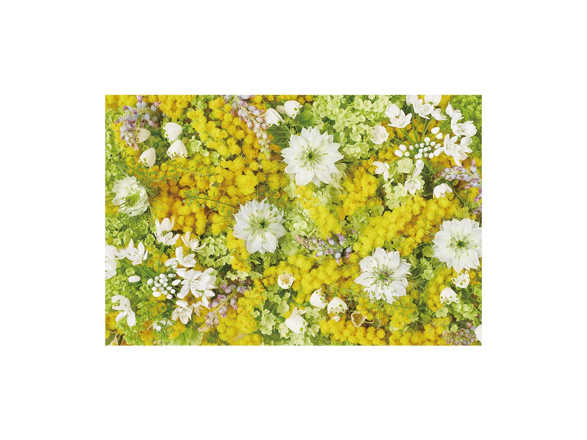 Pastel Bloom Mimosa Yellow